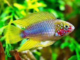 Apistogramma Borelli opal pair
