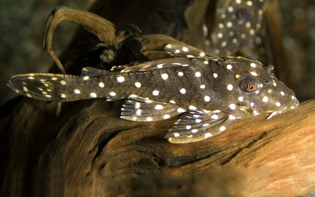 L201 orinoco angel pleco 8cm