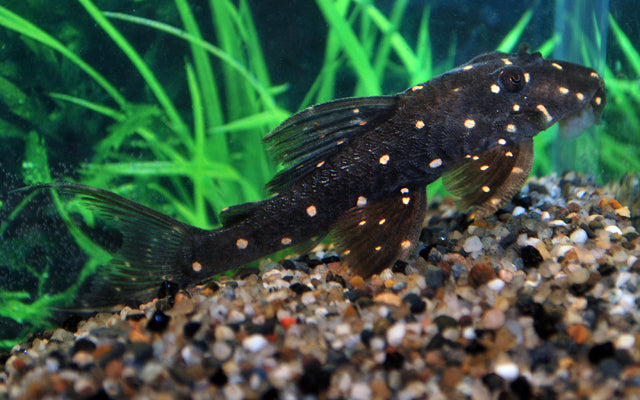 LDA031 orange/mustard spot pleco 10cm