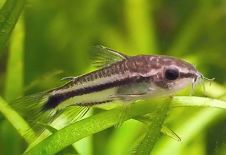 Pygmy corydoras - Gastrodermis pygmaeus