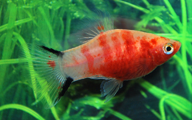 Bleeding heart Mickey platy - Xiphophorus maculatus bleeding heart mickey 3cm