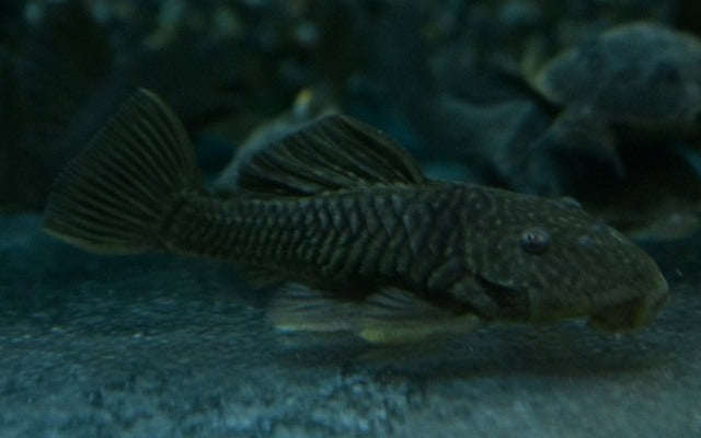 Gold rubber pleco - Parancistrus Aurantiacus