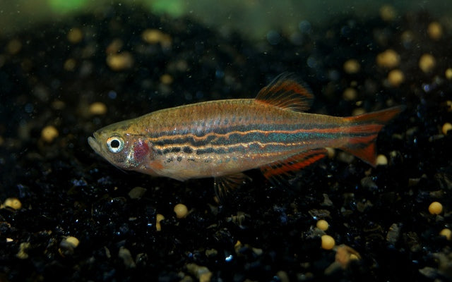 Fire Ring danio - Danio Kyathit fire 3-3.5cm