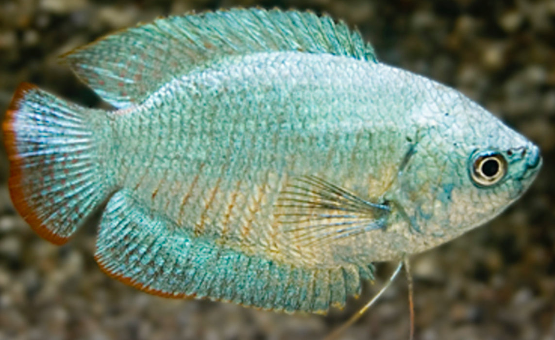 Cobalt blue dwarf gourami - Trichogaster lalius 5cm