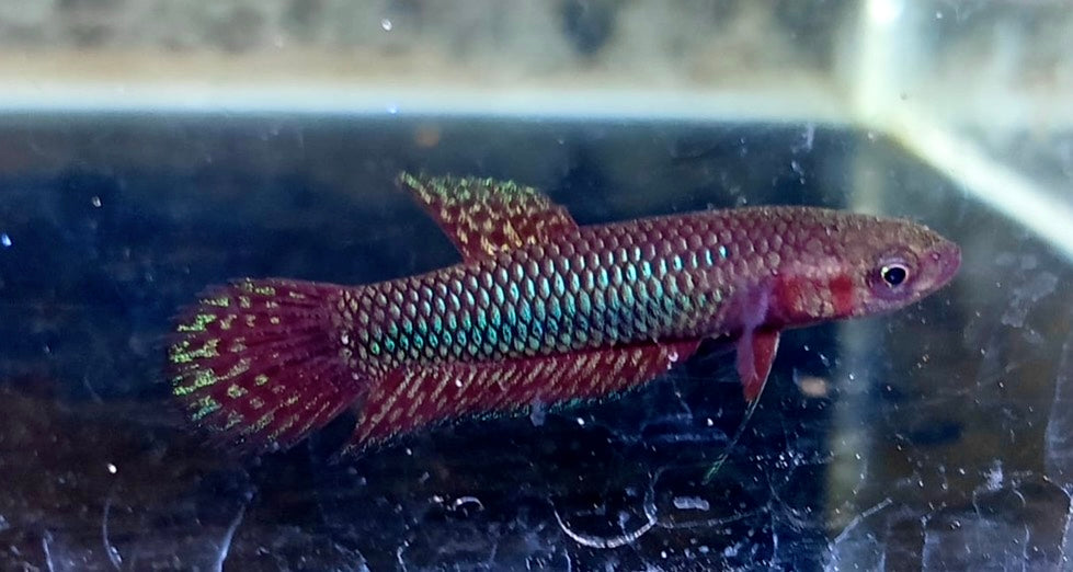 Betta Hendra Red pair
