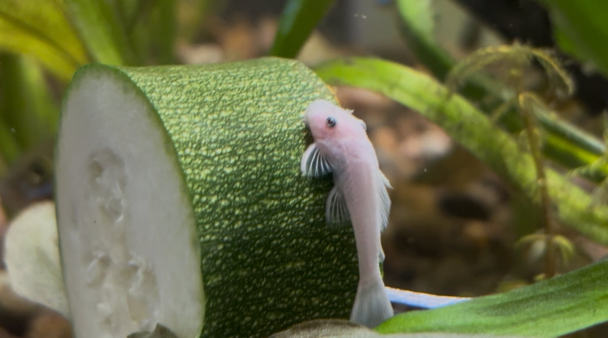 Ancistrus Snow White short fin 3cm