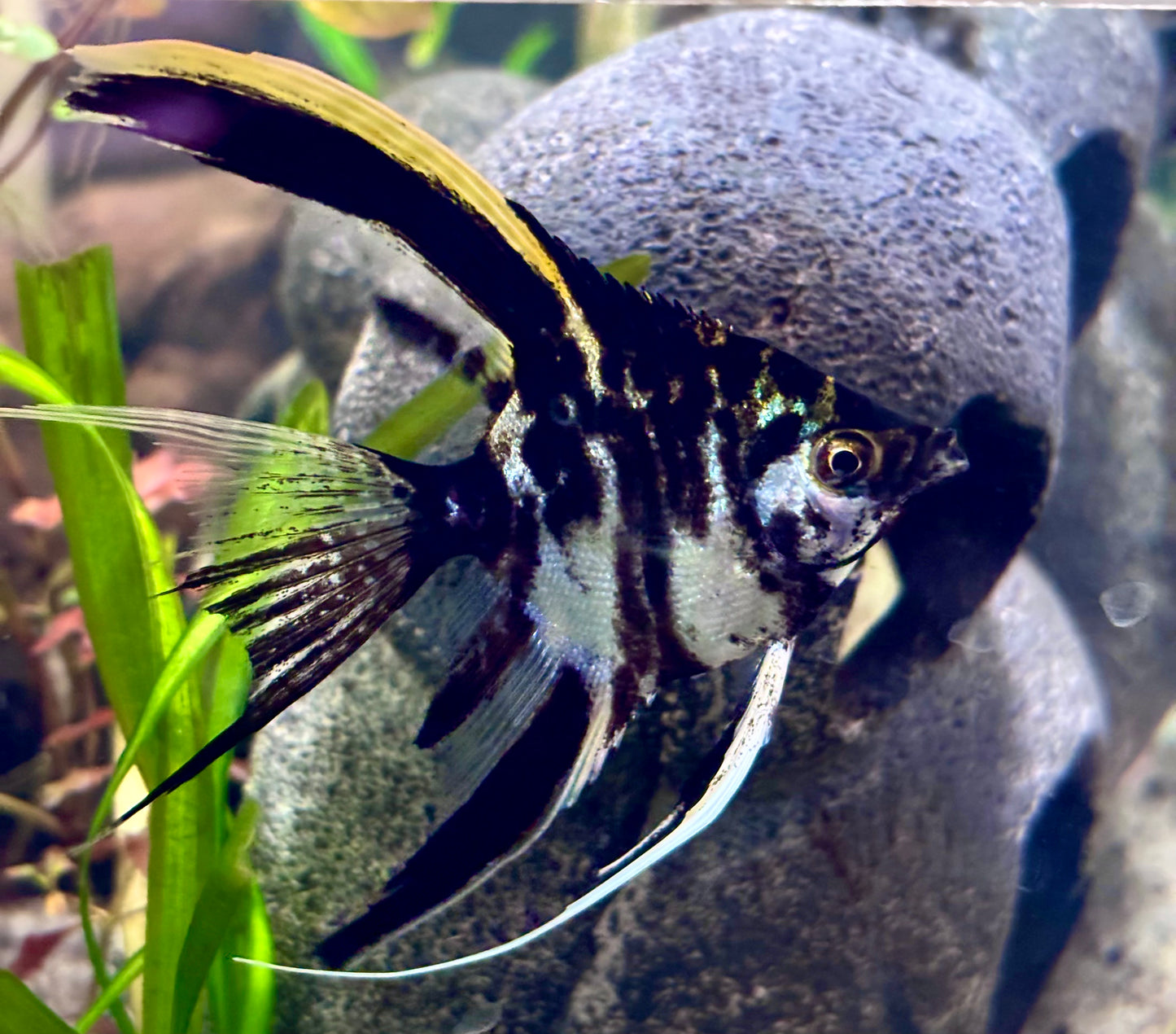 Marble long fin angelfish 6cm