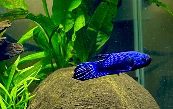 Betta Alien blue male 4cm