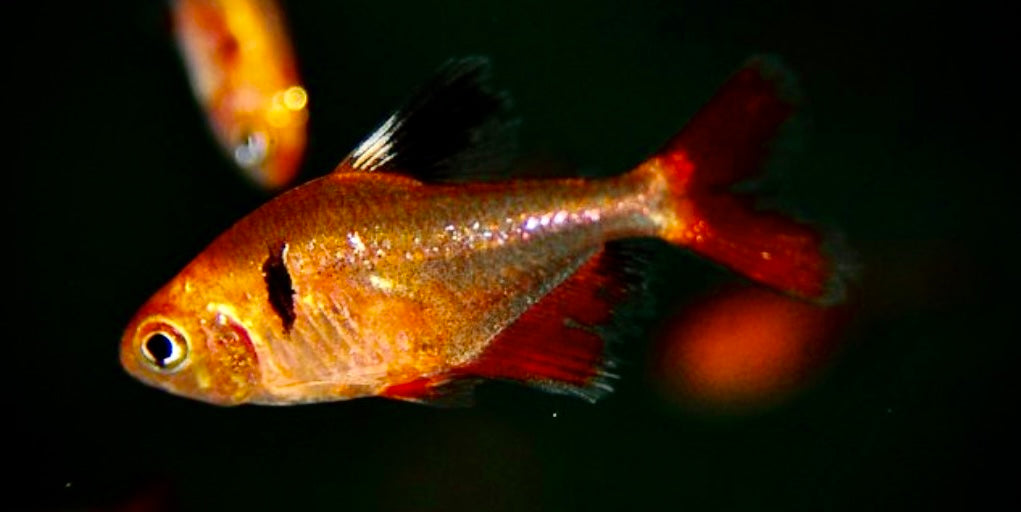 Serpae tetra longfin - Megalamphodus eques longfin 2.5cm