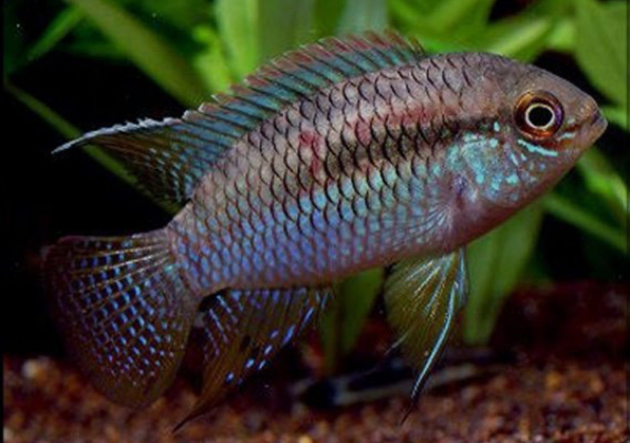 Dwarf flag Acara - Laetacara aequidens curviceps 3cm