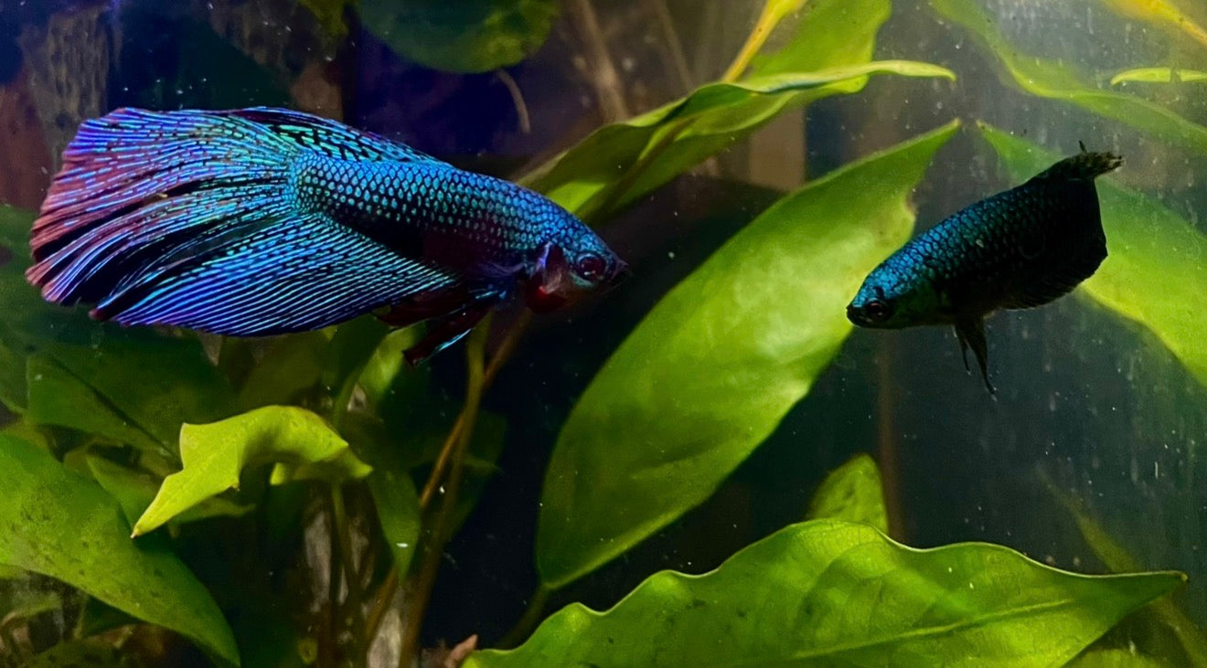 Betta Alien green halfmoon male 5cm