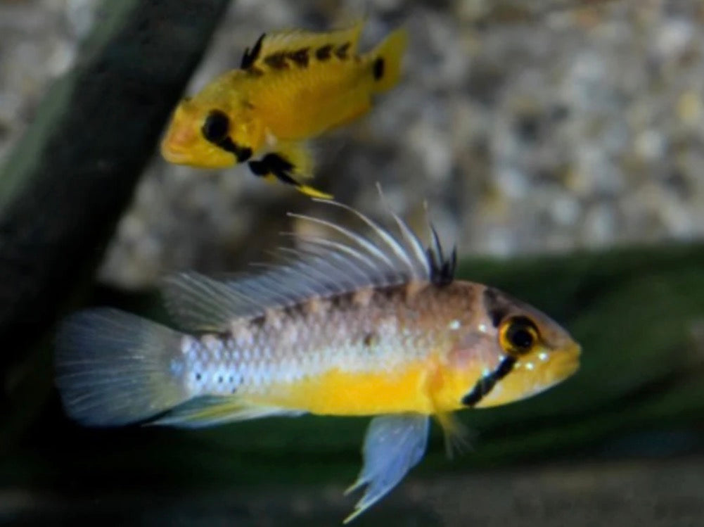 Apistogramma atahualpa 3cm male and female pair