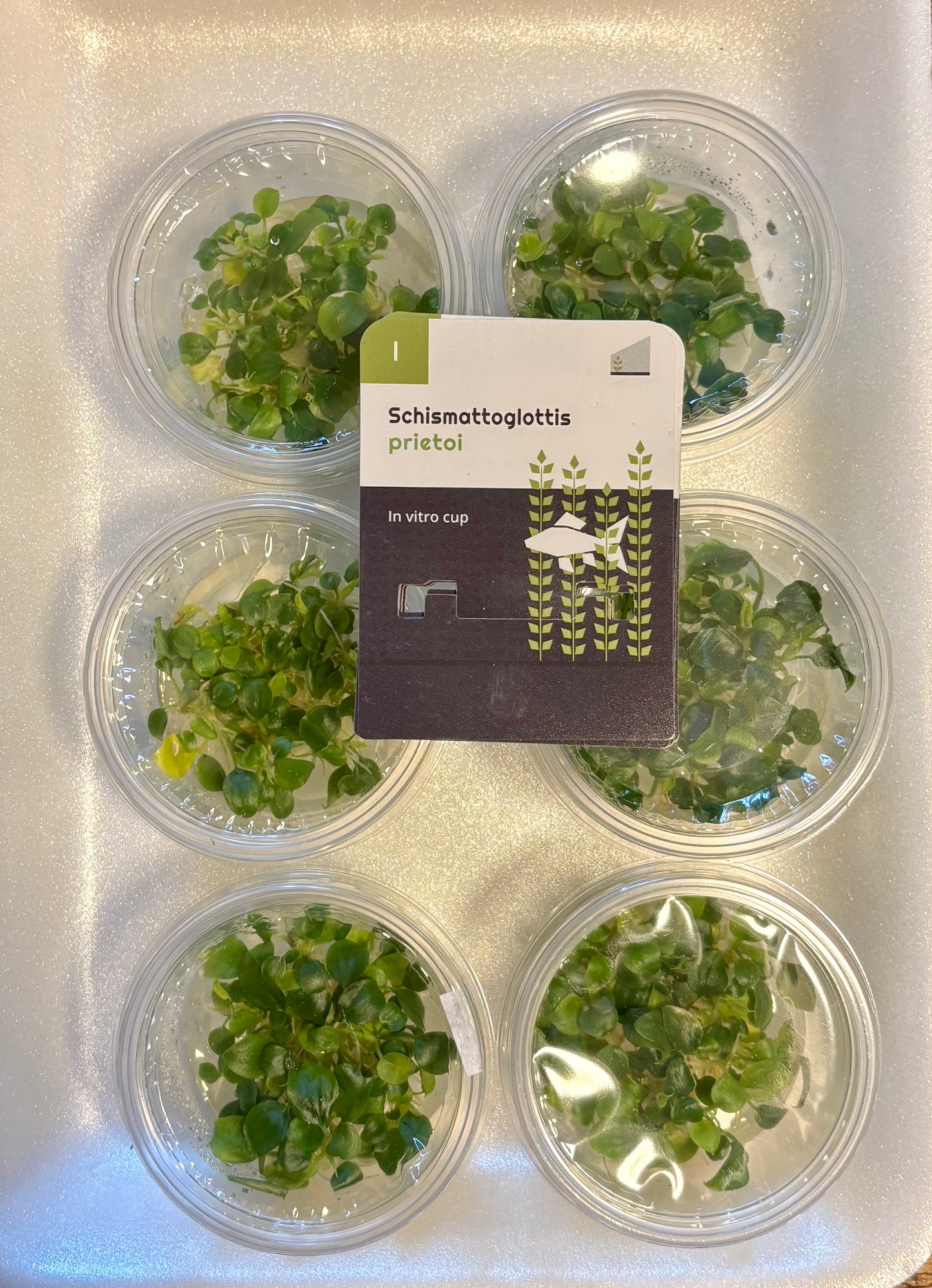 Schismatoglottis pretori in vitro