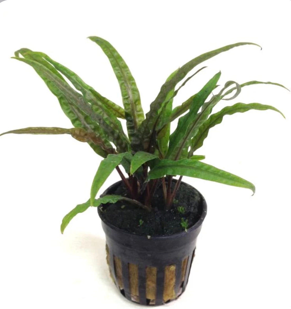 Cryptocoryne balanasae potted