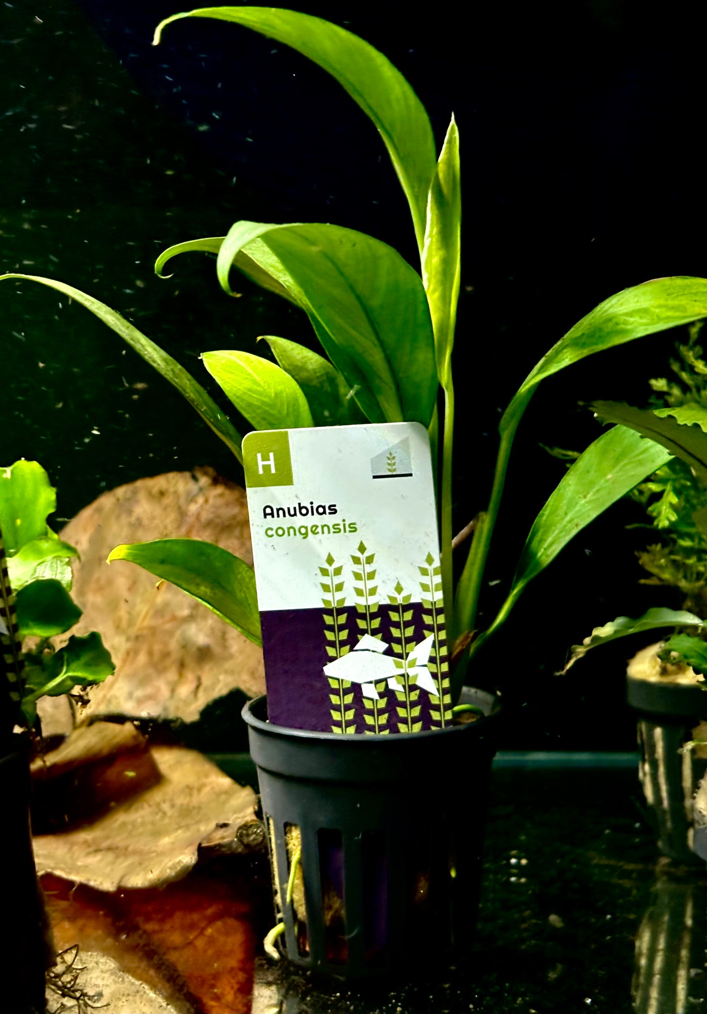 Anubias congensis potted