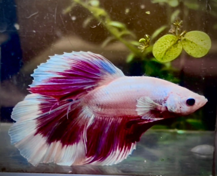Halfmoon butterfly Betta splendens male