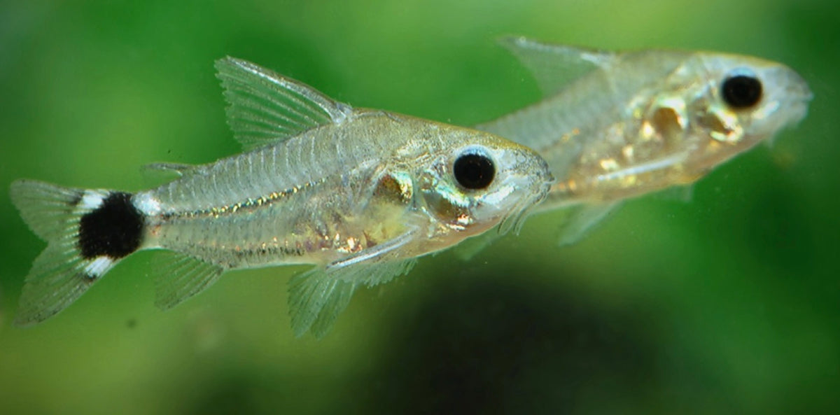 Tail spot corydoras - Gastrodermis hastatus