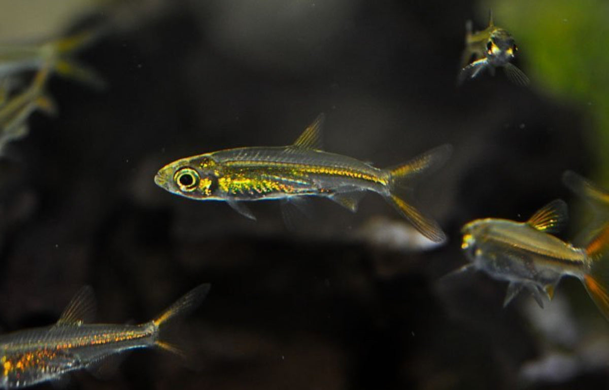 Jellybean tetra - Ledigesia roloffi