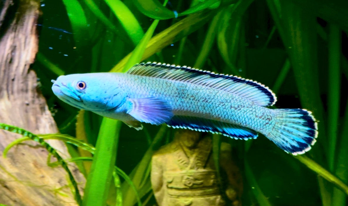 Channa aristonei - red mosaic snakehead 15cm
