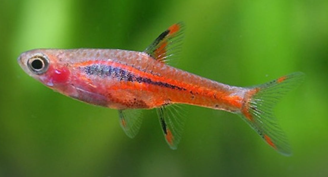 Chilli Rasbora - Mosquito Rasbora - Boraras brigattae