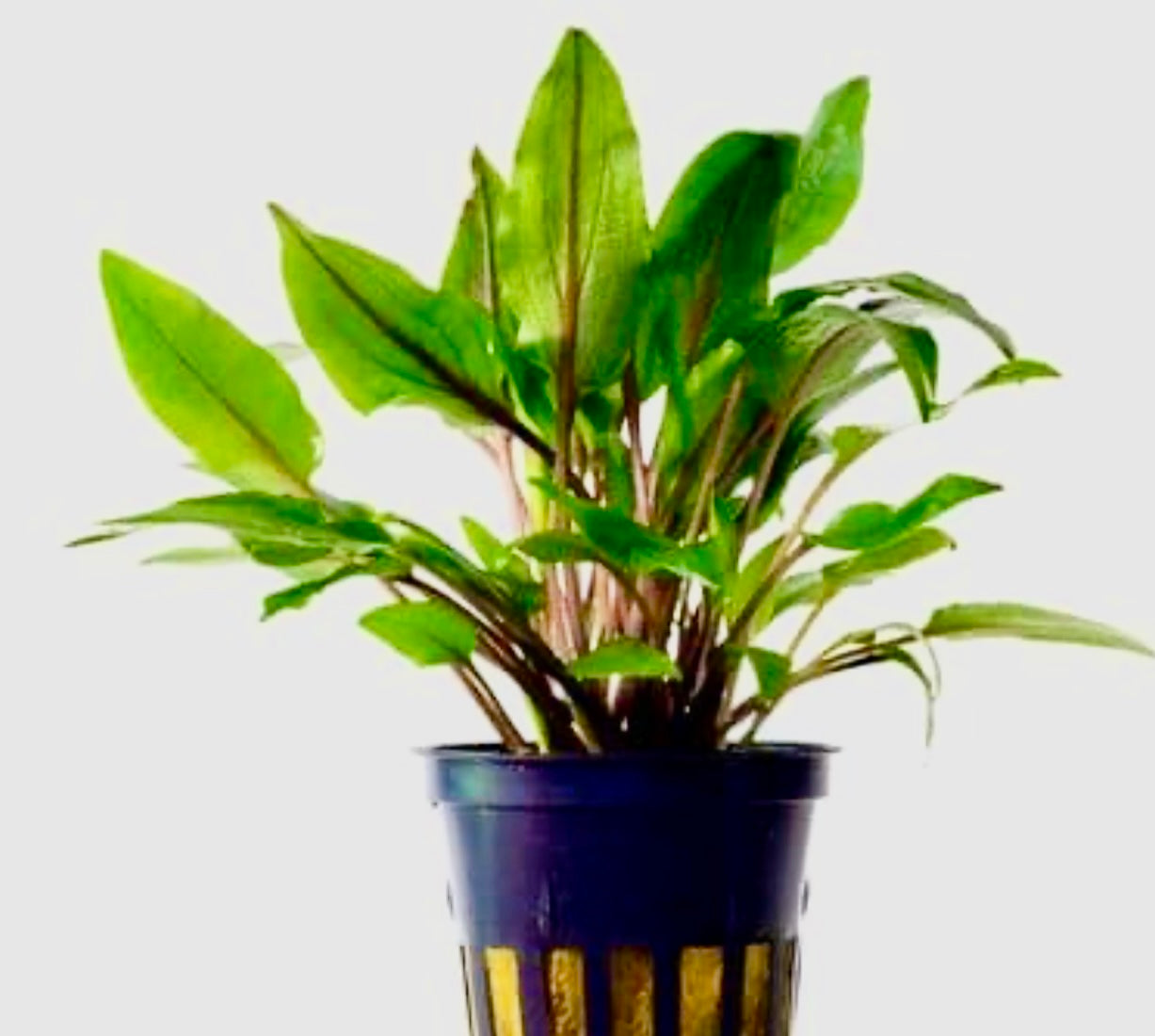 Cryptocoryne willissii potted