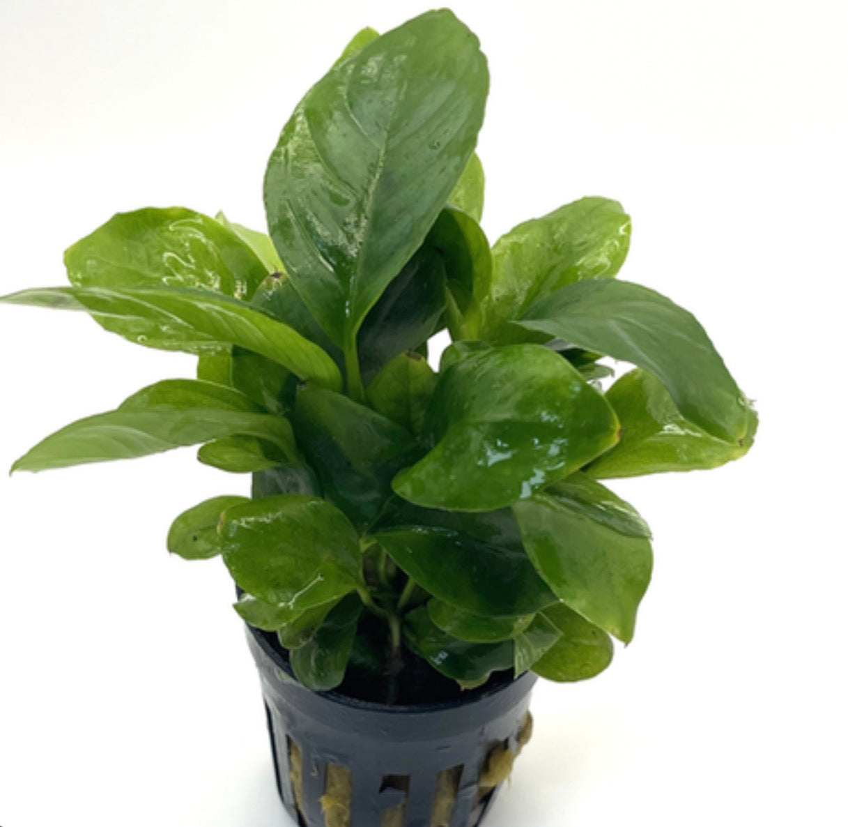 Anubias heterophylla potted