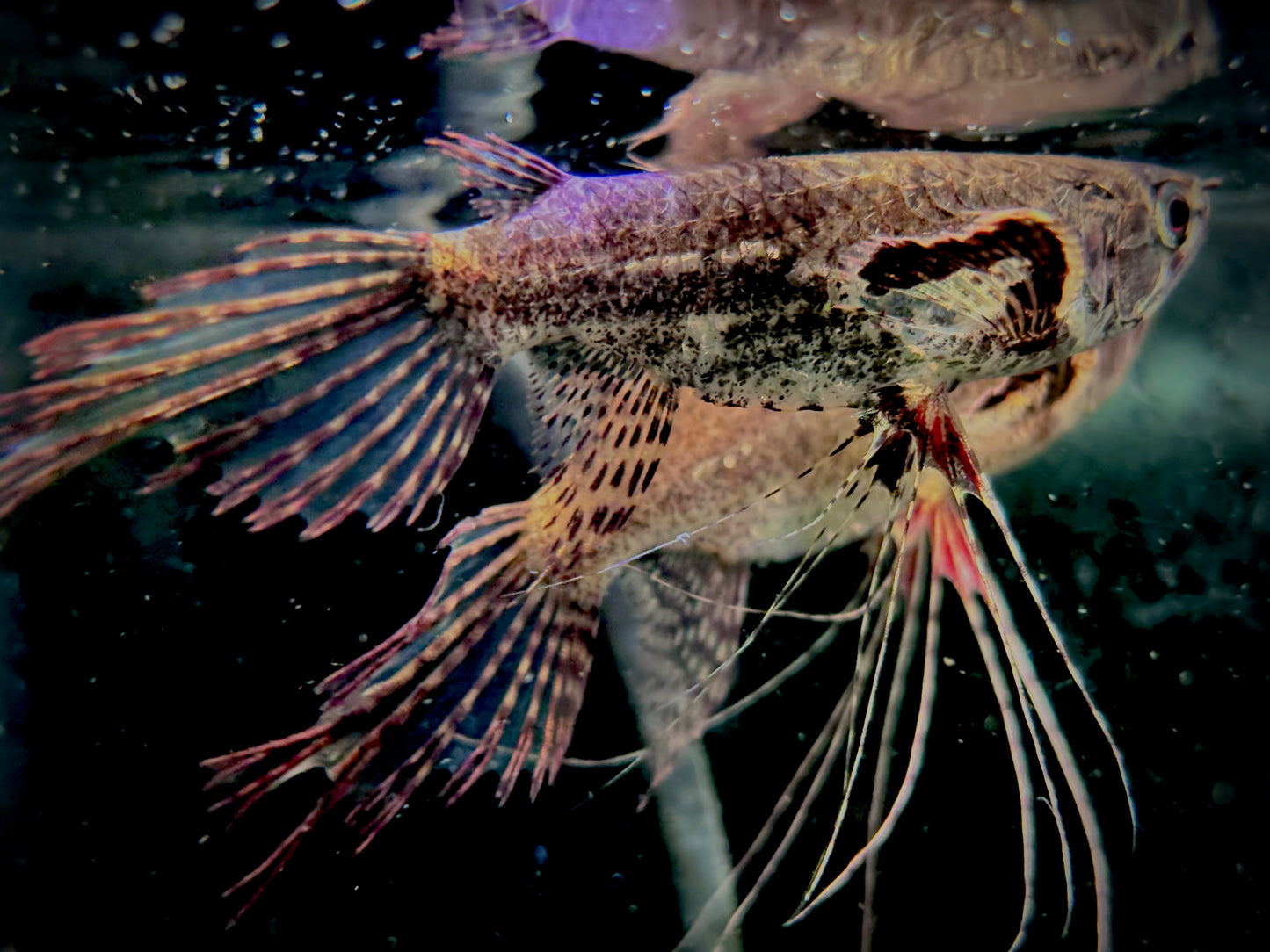 African Butterfly fish - Pantodon buchholzi 6-7cm