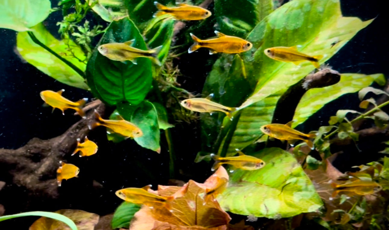 Silvertip tetra - Hasemania nana 3cm