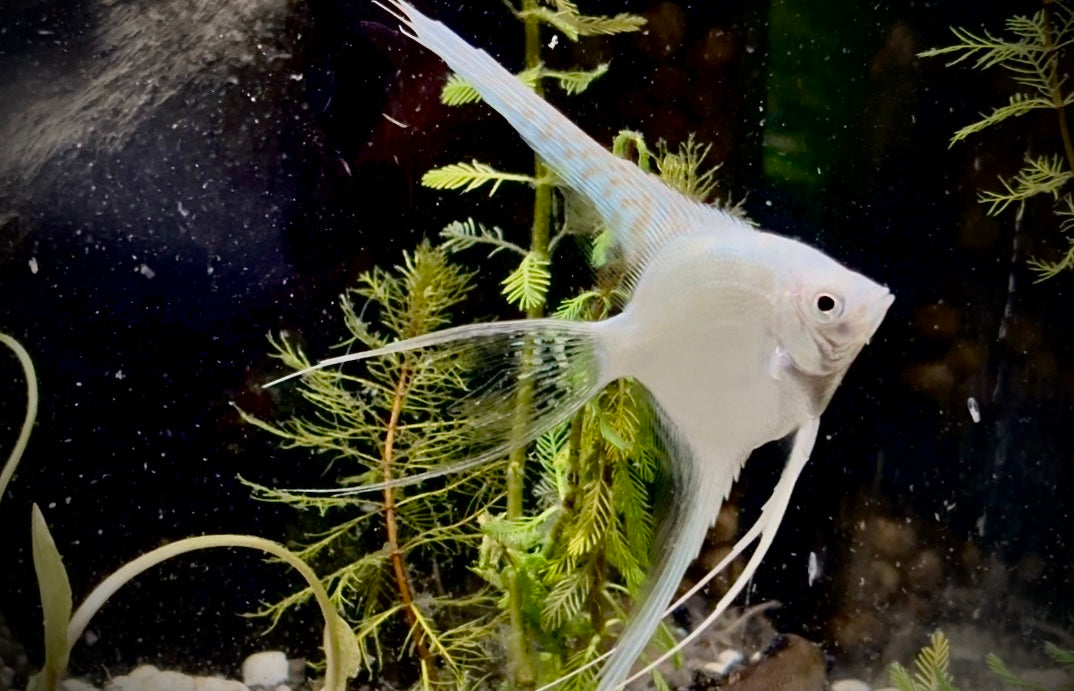 Platinum Pinoy wide fin angel fish - pterophyllum scalare pinoy 5cm