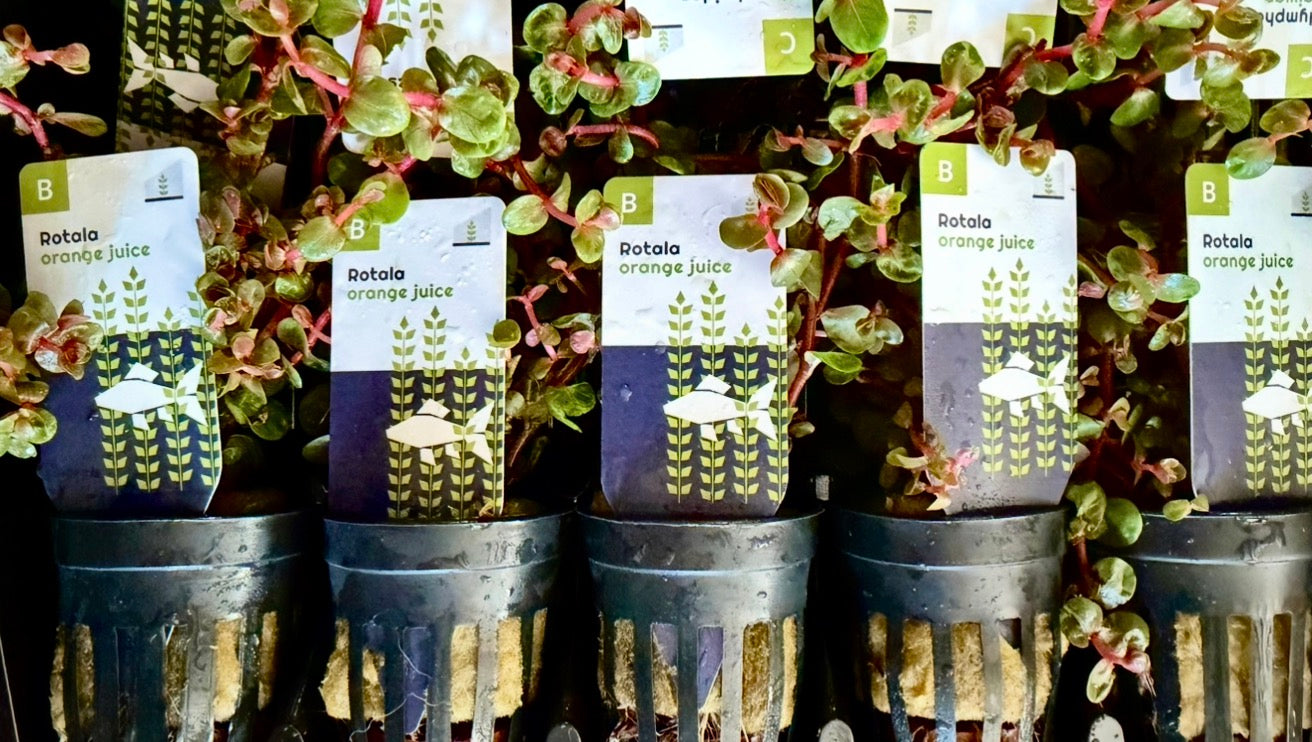 Rotala Orange juice potted