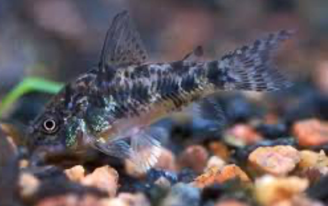 Peppered corydora - Hoplisoma pateatum 3-4cm