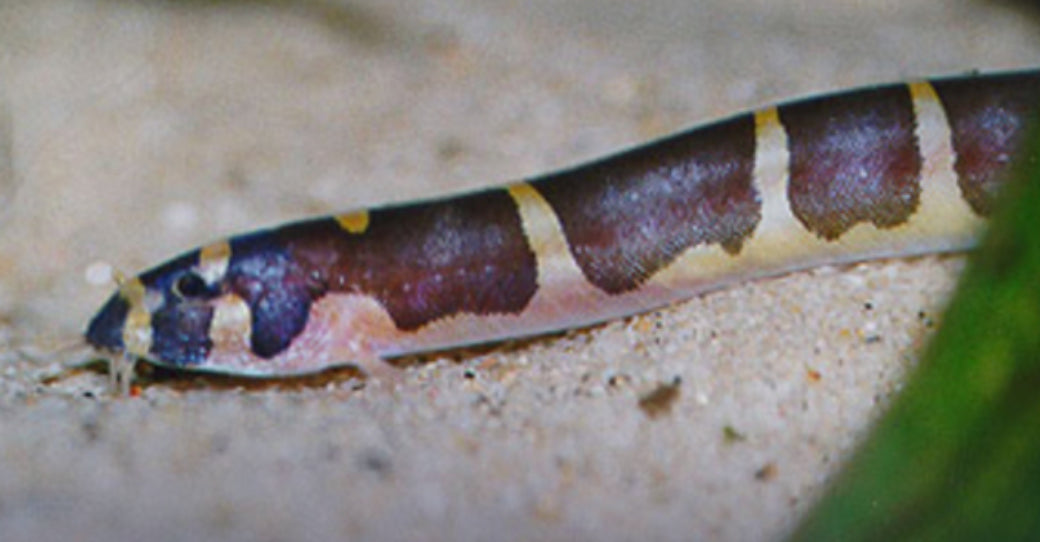 Kuhli loach - Pangio kuhli