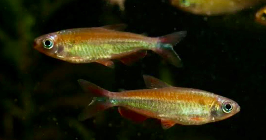 Congo tetra fantastique - phenacogrammus sp. Fantastique