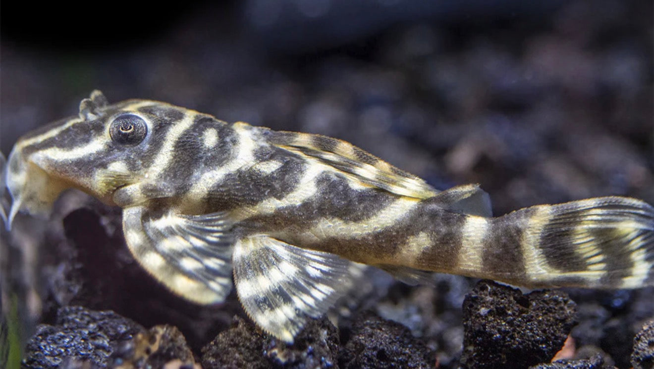 L129 Columbian zebra Pleco - Hypancistrus debilittera 7cm