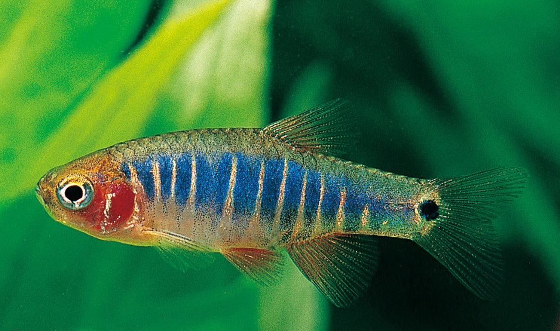 Emerald rasbora - danio erythimicron 2-2.5cm