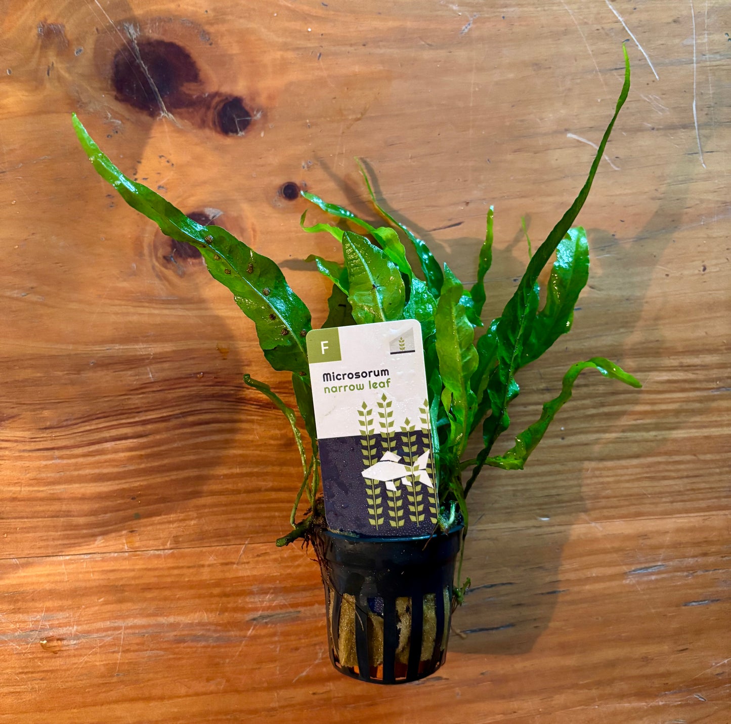 Microsorum Java fern