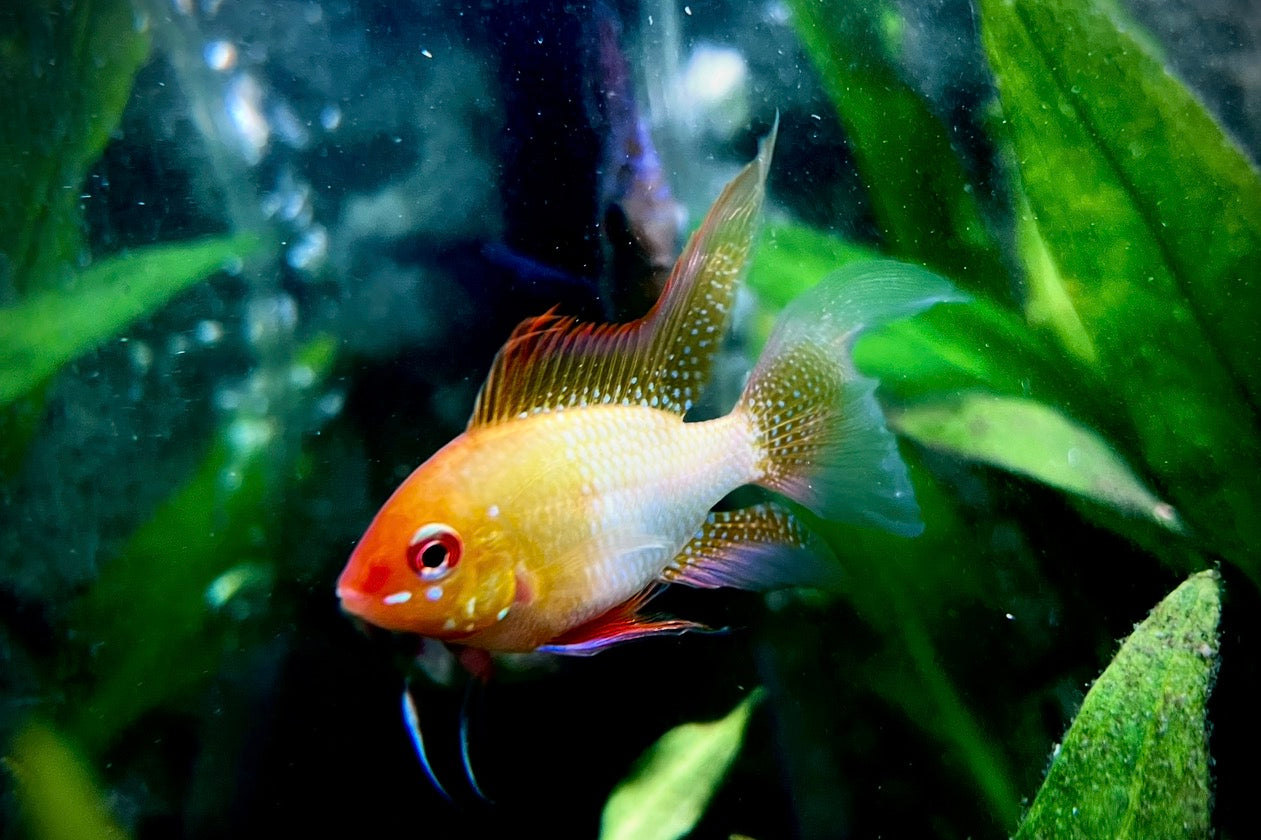 Gold ram long fin - Mikrogeophagus ramirezi var. gold long fin