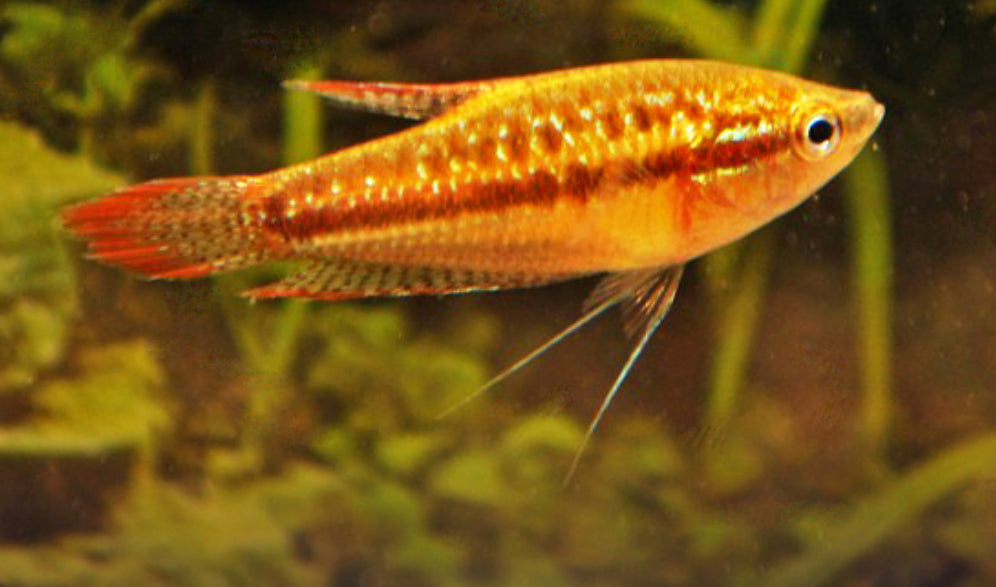 Sparkling gourami - Trichopsis pumila