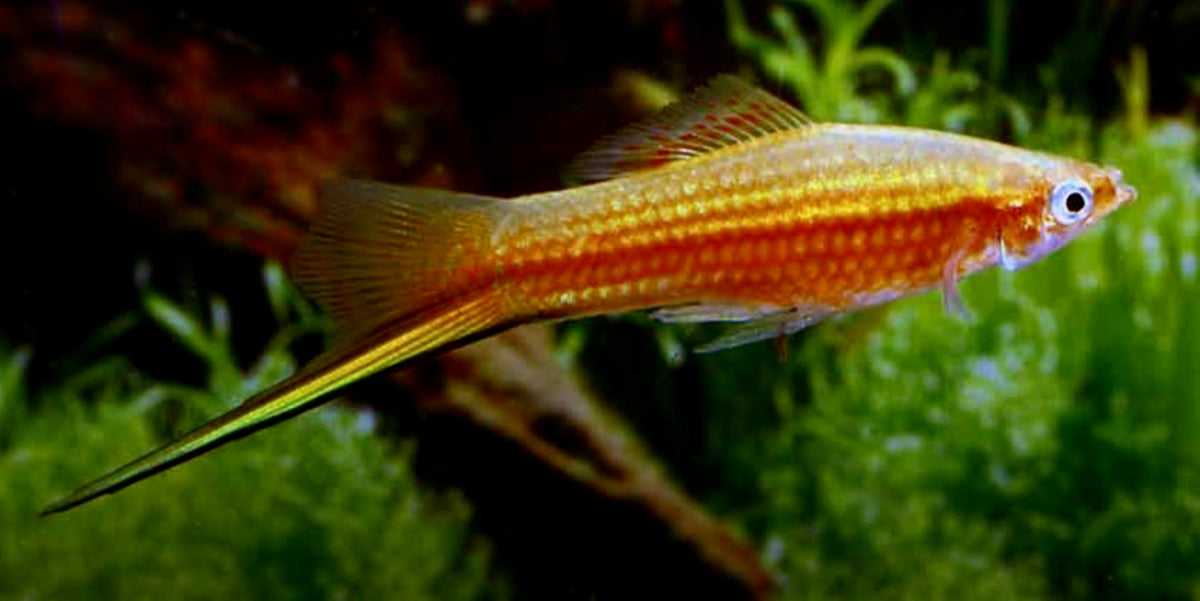 Yucatan swordtail pair - xiphophorus helleri yucatan 5cm