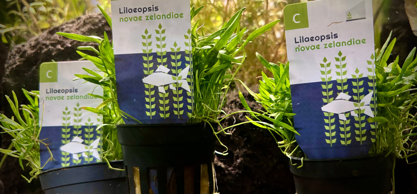 Lilaeopsis novae zelandiae