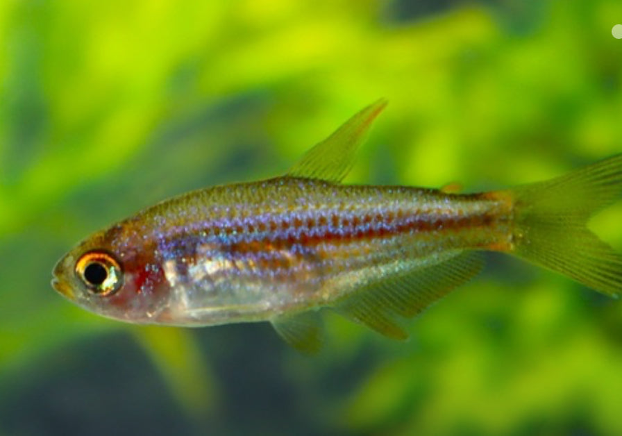Scratched inpa tetra - Inpaichthys parauapiranga