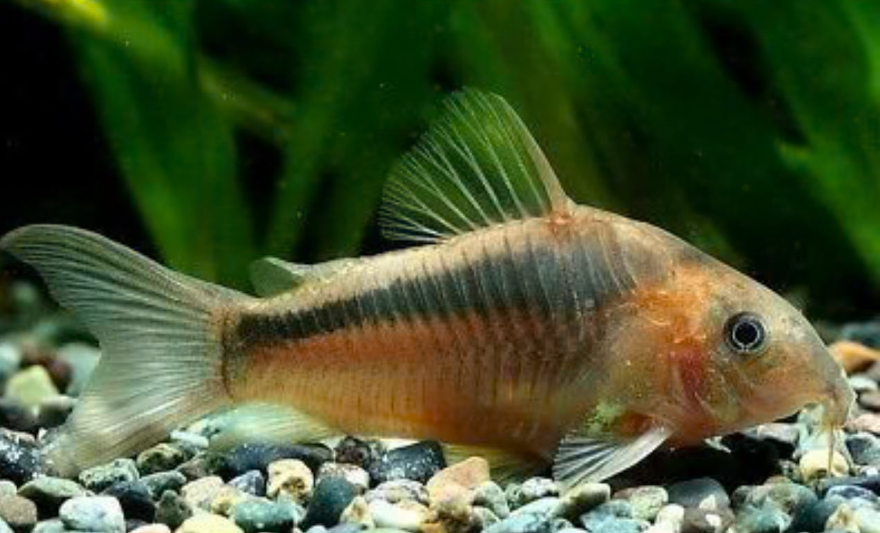 Rusty corydoras - Osteogaster rabauti group of 8