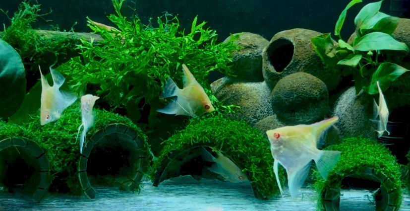 Manacapuru red back albino angelfish 4cm