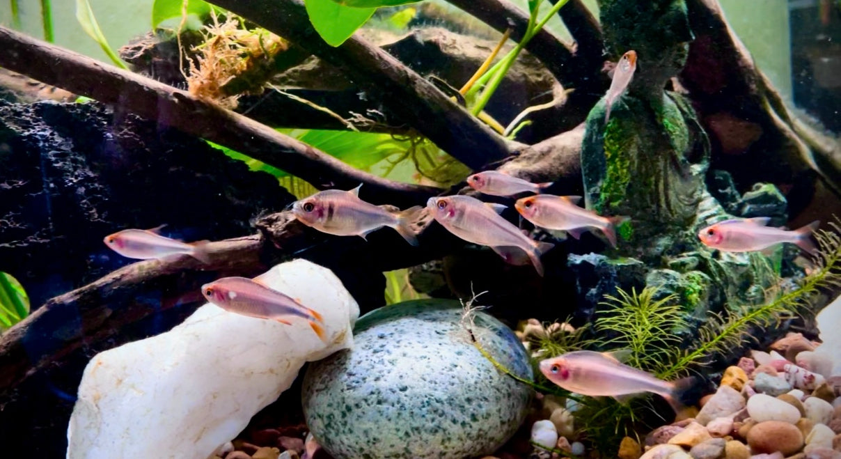 Blueberry tetra - Hyphessobrycon wadai 3cm