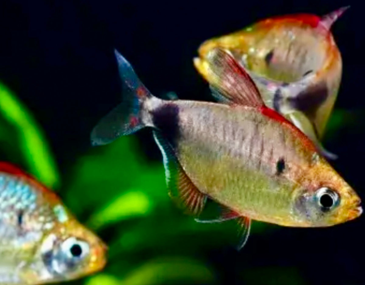 African moon tetra - bathyaethiops breuseghemi