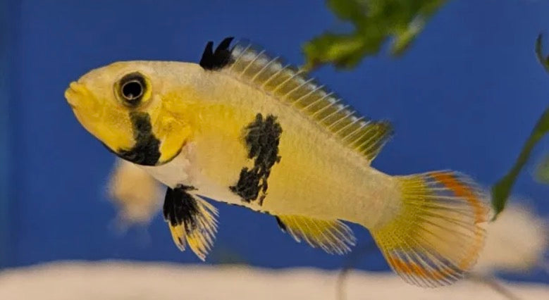 Apistogramma Panduro 4cm XL pair