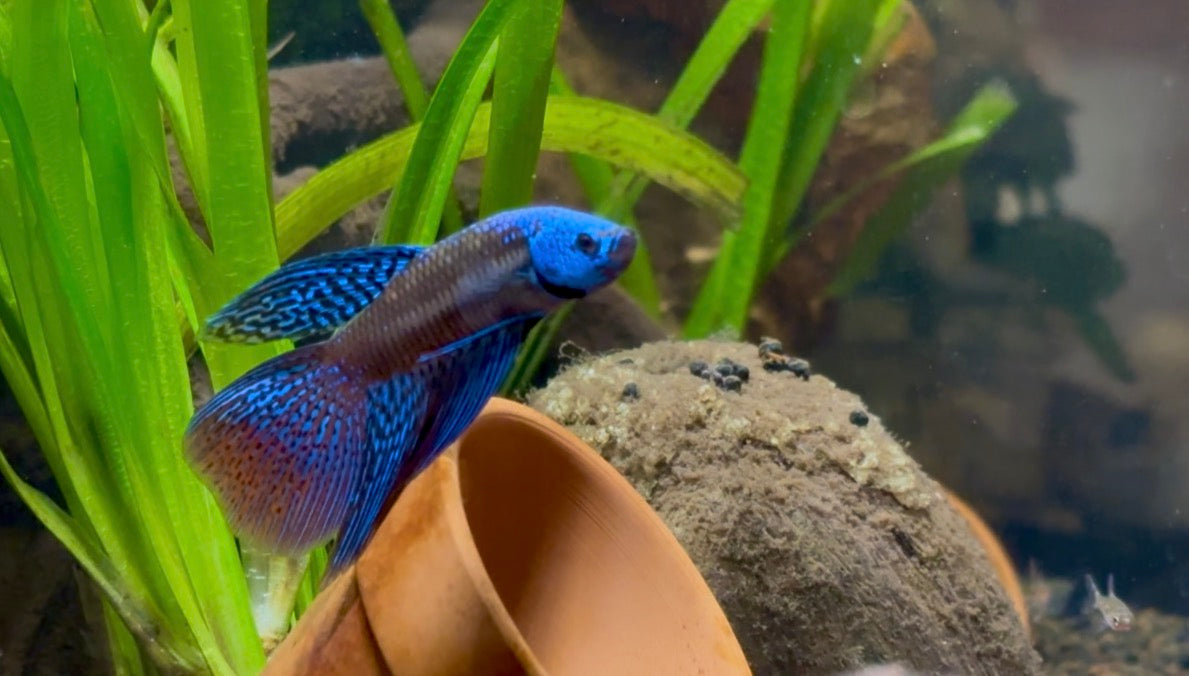 Betta Alien halfmoon blue male and female pair