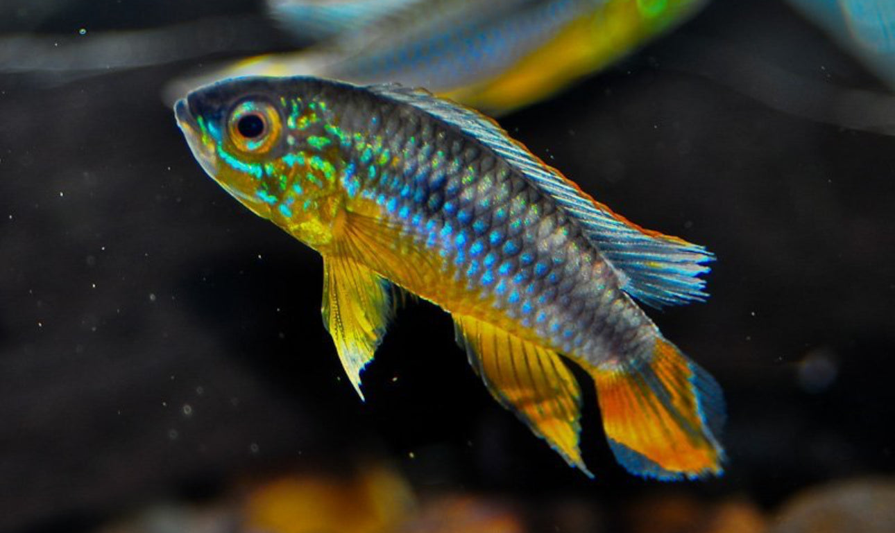 Apistogramma agassizzii blue 3-4cm pair
