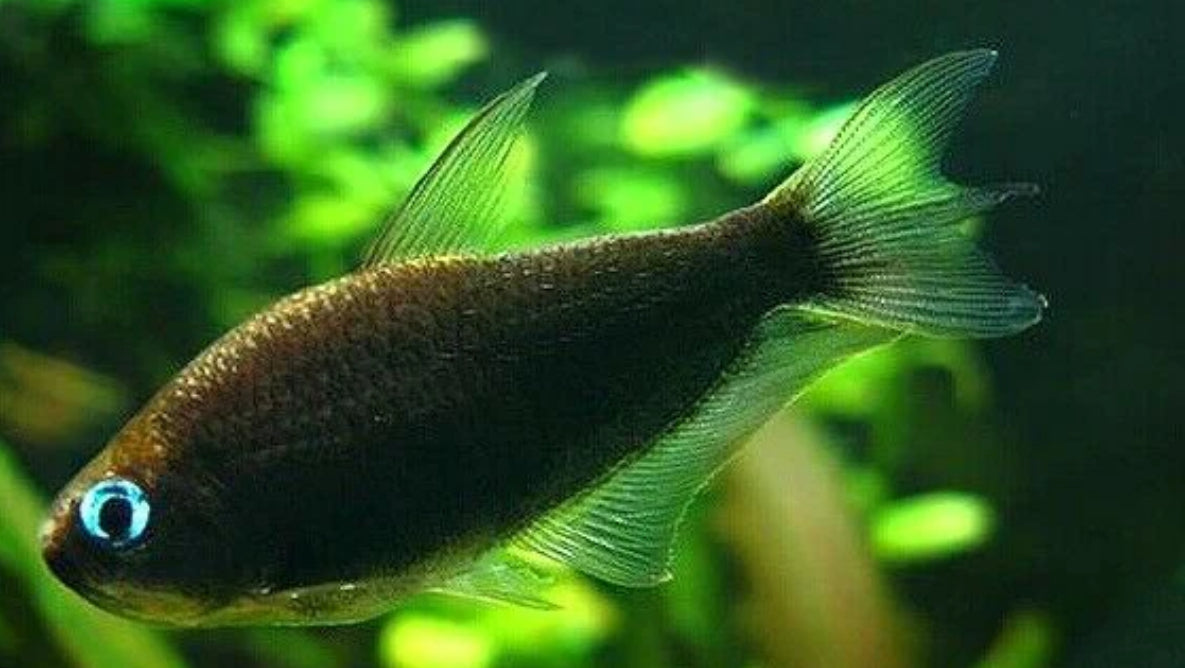 Black emperor tetra - Nematobrycon Palmeri black