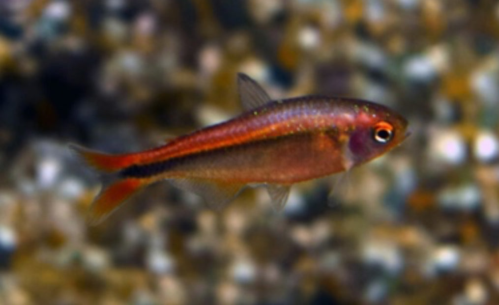 Fire ant tetra - Rio Formiga tetra - Hyphessobrycon mymex